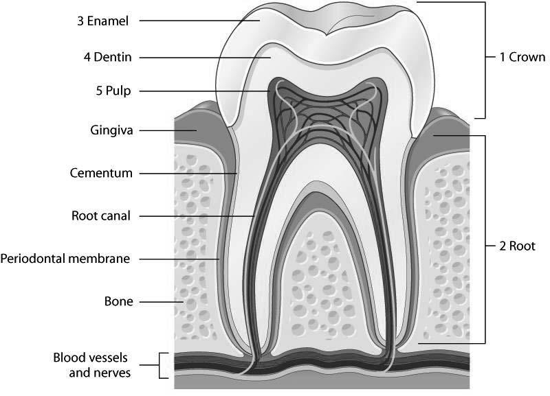 Oral Cavity (cont d) Anatomy of a tooth Copyright