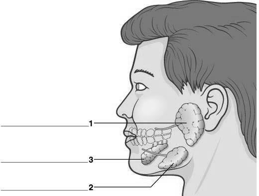 Salivary glands Oral Cavity (cont d) Copyright 2014,