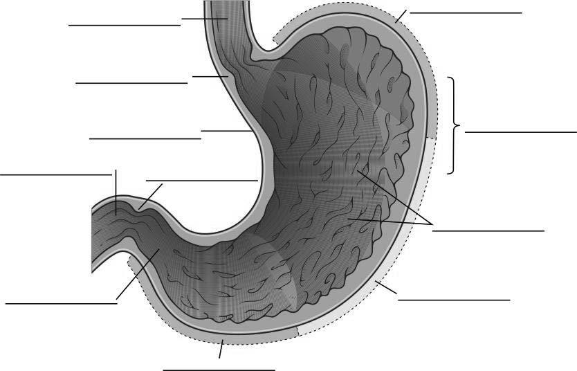 Esophagus/Stomach Parts of the stomach Copyright 2014,