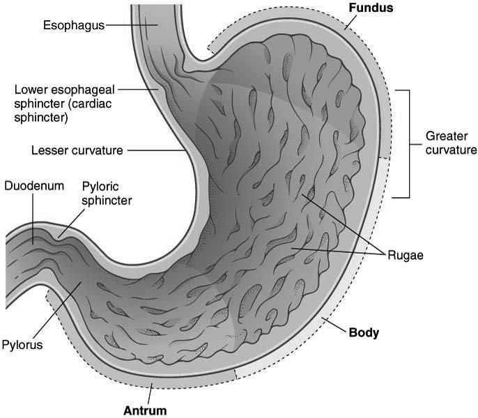 Esophagus/Stomach (cont d) Parts of the stomach Copyright