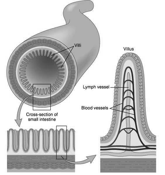 Small Intestine Villi in the lining of the small intestine