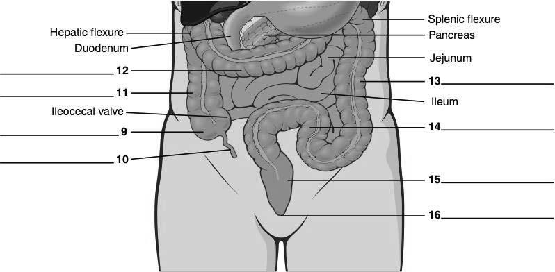 Large Intestine Parts of the large intestine Copyright