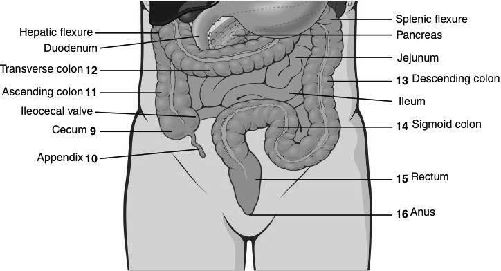 Large Intestine (cont d) Parts of the large intestine