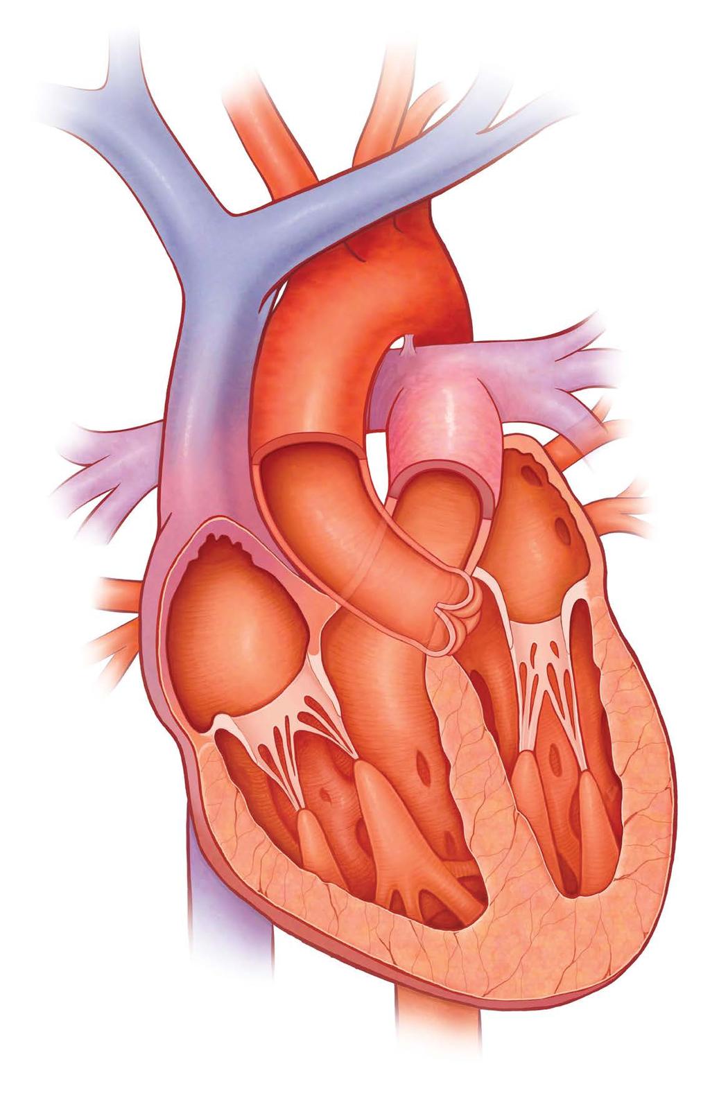ABOUT THE HEART Right Upper Chamber (Right Atrium) Left Upper Chamber (Left Atrium) How the Heart Works A healthy heart beats around 100,000 times a day.