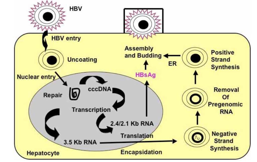 Why does HBV reactivation occur?