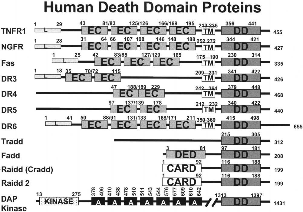 1418 Reed Figure 2. Human death domain (DD) family proteins. The domain arrangements of the known members of the human DD family are presented. Numbers represent amino acid residue positions.