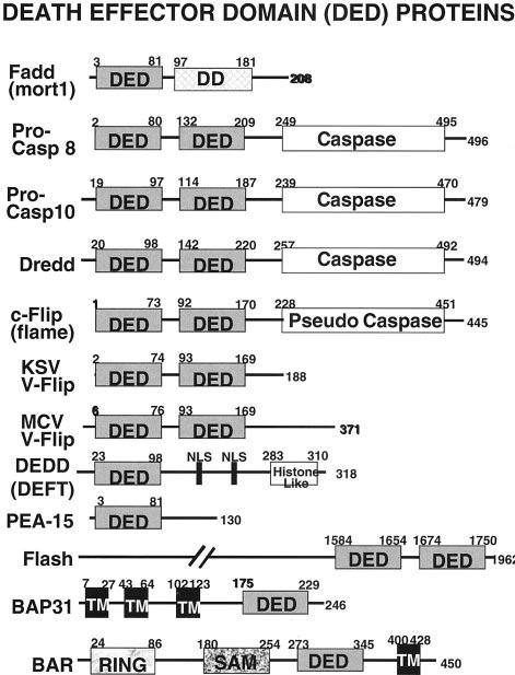 1420 Reed Bcl-X L, thus defining points of cross-talk in the extrinsic (death receptor) and intrinsic (mitochondrial) pathway. CARD Family Proteins Figure 3.