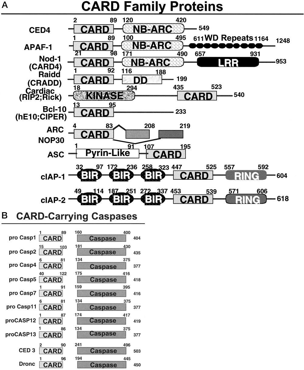 Mechanisms of Apoptosis 1421 Figure 4. Caspase-associated recruitment domain (CARD) family proteins. Non-caspase CARD family proteins are shown.
