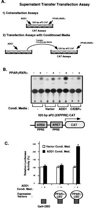 4336 Cell Biology: Kim et al. Proc. Natl. Acad. Sci. USA 95 (1998) FIG. 3.