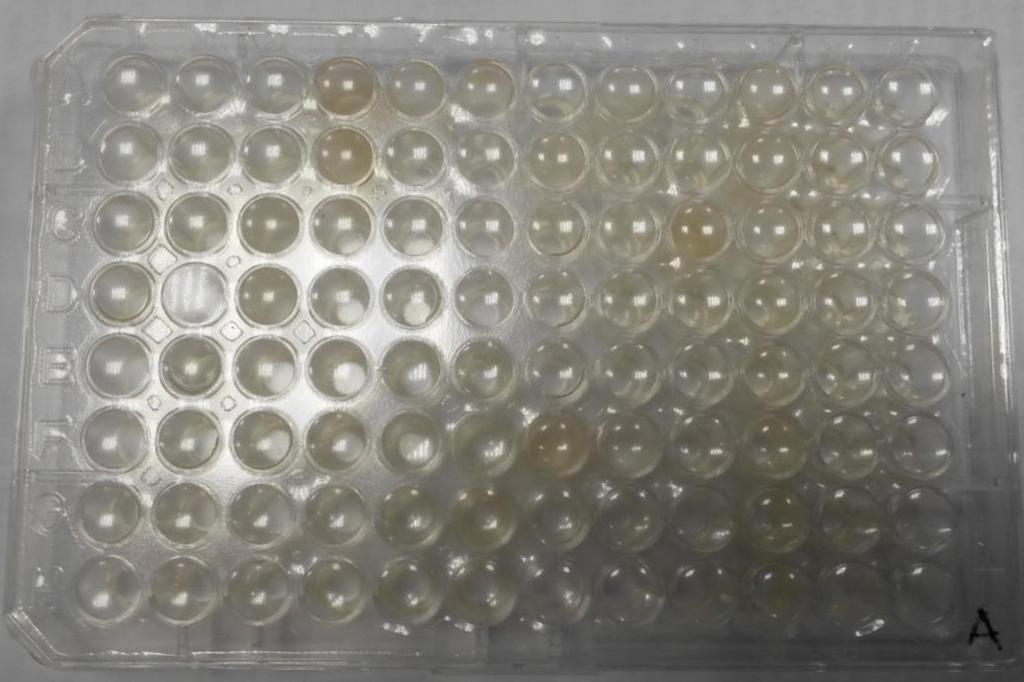 24h 48h 72h 120h 24h 48h 72h 120h Microtiter results Cell free supernatant (24-120h fermentation) challenged with fungi for 7 days; two independent triplicates Husk removed oat R29 Cell free