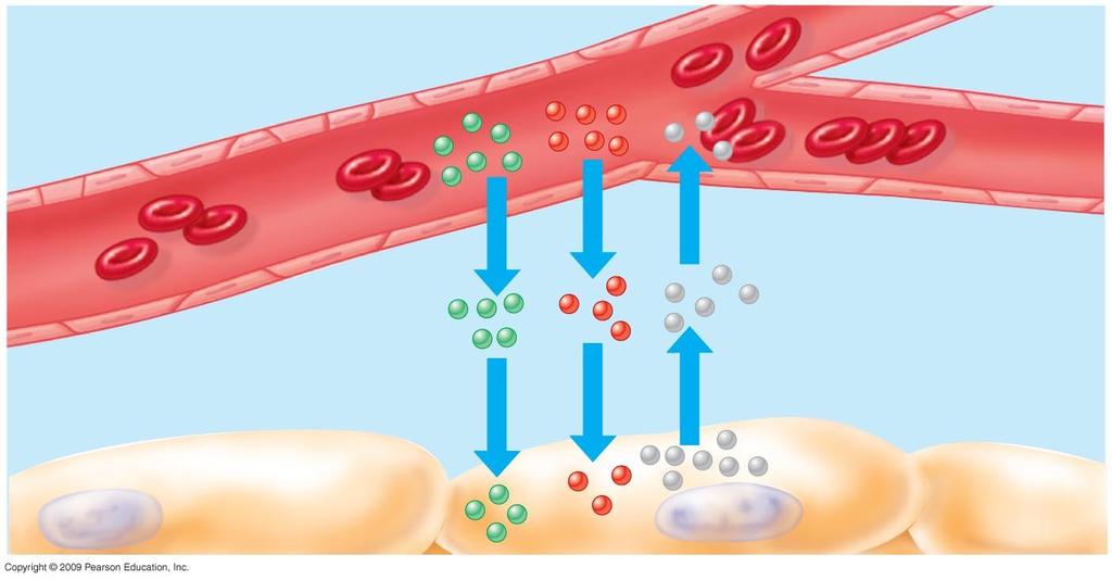 Capillaries are the exchange surface Capillaries Thin walls: a single layer of epithelial cells Narrow: blood cells flow in a single file Increase surface area for gas and fluid exchange Gas exchange