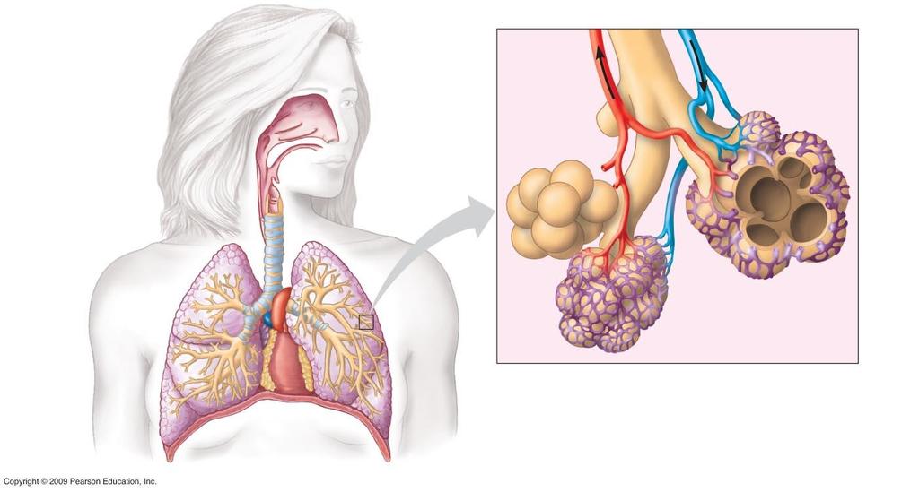 Pharynx (Esophagus) Larynx Trachea Right lung Oxygen-rich blood Nasal cavity Bronchiole Left lung Oxygen-poor blood Alveoli Bronchus