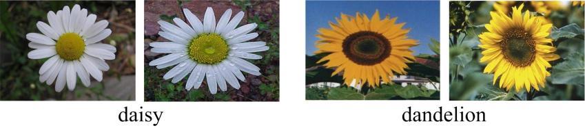 Figure 1. The white daisy can be easily separated with yellow dandelion by color. However, it is relatively more difficult to separate them by using shape features such as SIFT.