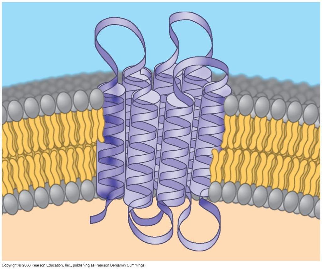 Fig. 7-8 Hydrophobic area ex: coiled, nonpolar alpha helices