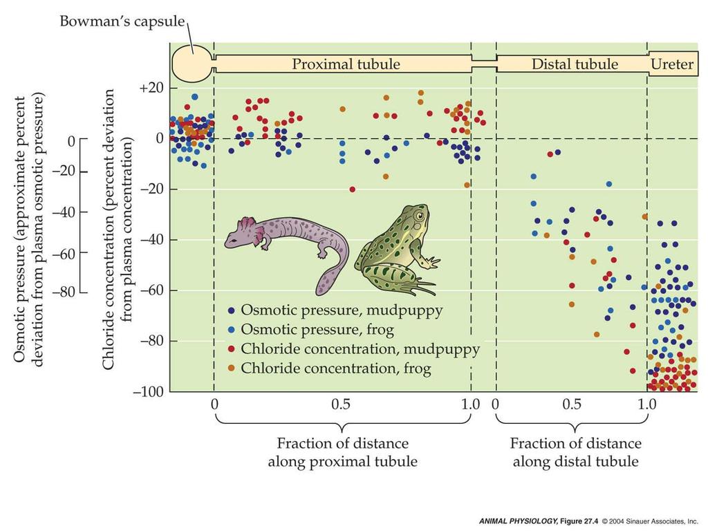 Urine formation in amphibians during diuresis Prox Conv Tube: Isosmotic, reabsorbs water and solutes.