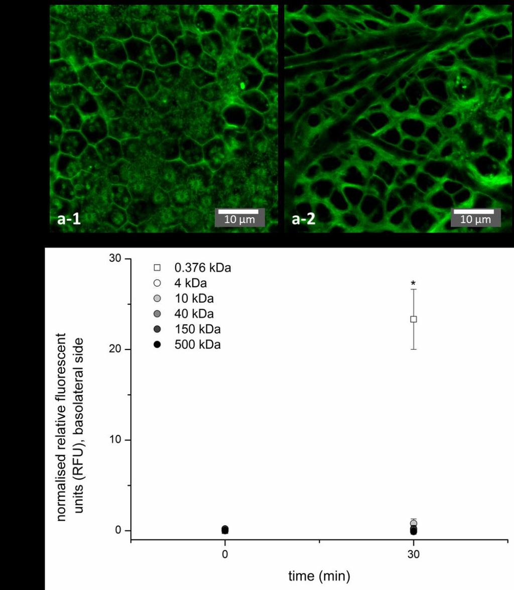 Online Resource 2 Membrane staining and FITC diffusion The properties of the peritoneal epithelium were investigated by staining the membranes with the nontoxic FM 1-43 membrane probe