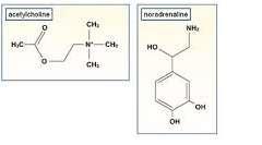 Neurotransmitter Messages are relayed across synaptic clefts by chemicals called neurotransmitters