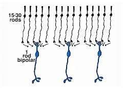 Converging Neural Pathways The nerve impulse transmitted by one rod is weak.