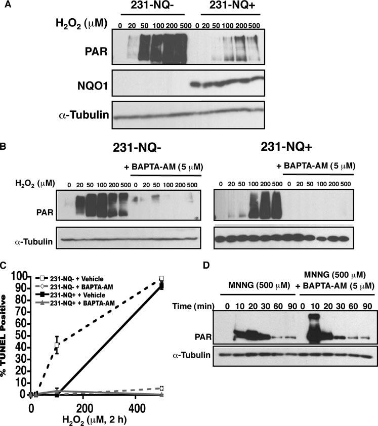 FIGURE 7. H 2 O 2 causes Ca 2 -dependent PARP-1 hyperactivation and cell death. A, PARP-1 hyperactivation after H 2 O 2 exposure occurs regardless of NQO1 status.