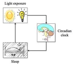 Light and human clock 8 Figure 1: Light exposure, the circadian clock and its output, the sleep-wake cycle, form a feedback loop in human entrainment. 2.1. What is the intrinsic period of a circadian clock?