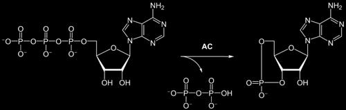 AC Adenylyl cyclase (EC4.6.1.