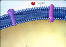 G-protein coupled receptor