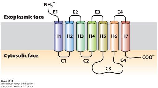 General structure of G protein coupled receptors.