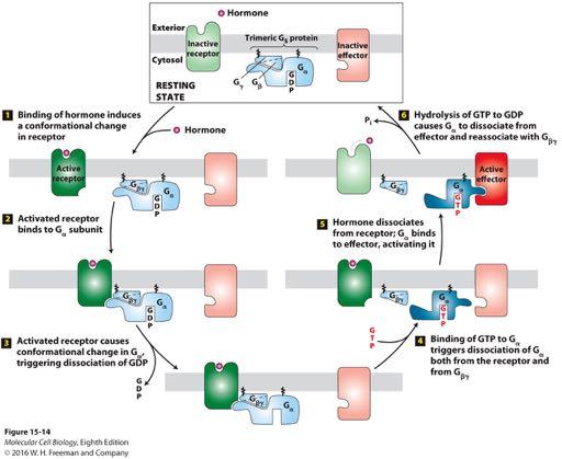 General mechanism of the activation of effector proteins associated with G protein coupled receptors Ligand-activated G protein coupled receptors (GEFs) catalyze exchange of GTP for GDP on the α
