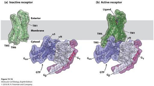 Structure of the β 2 -adrenergic receptor in the inactive and active states and with its associated heterotrimeric G