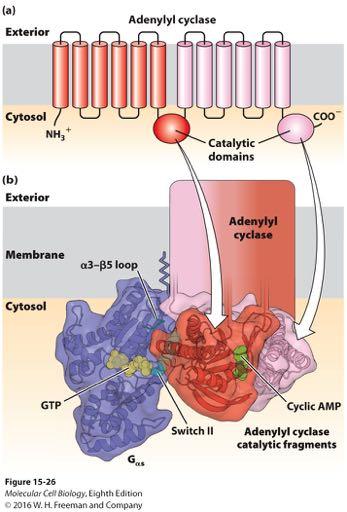 Activation of the catalytic domain of mammalian adenylyl cyclase by binding to G αs GTP.