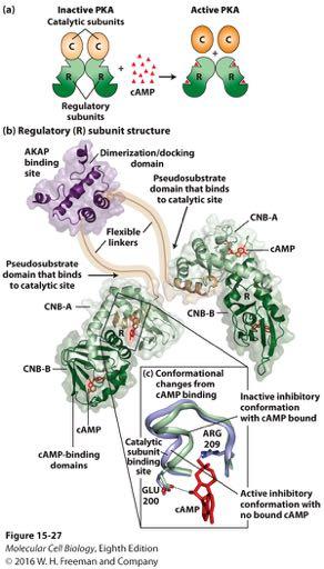 Structure of PKA and its activation by camp (a) PKA: Two catalytic (C) kinase subunits transfer terminal phosphate from ATP to target protein specific