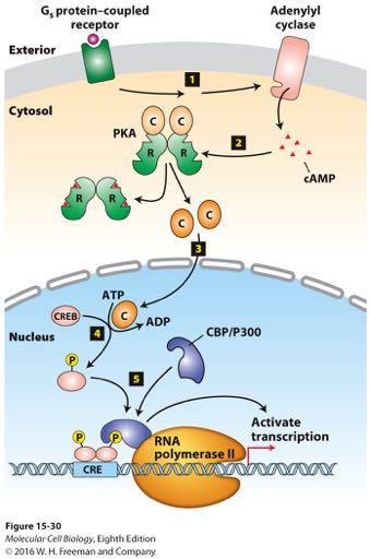 Activation of CREB transcription factor following ligand binding to G αs -coupled GPCRs camp-pka regulates gene expression through CREB. Step 1: Receptor stimulation leads to rise in camp.