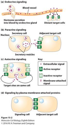 Types of extracellular signaling.