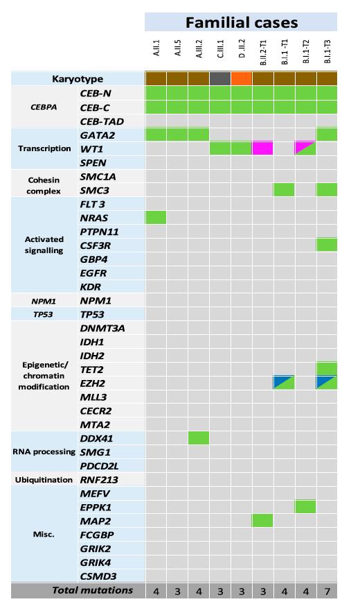 Familial leukemia with CEBPA mutation Clonal Evolution in AMLs: Relapses