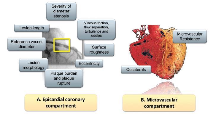 Determinants of the Myocardial Blood Flow Gaemperli