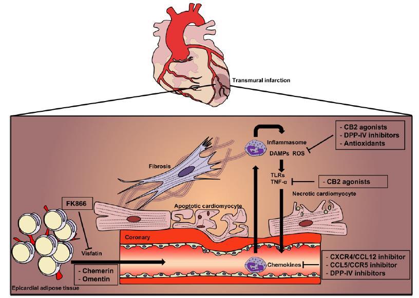 Anti-Inflammatory Therapy in Myocardial Infarction: Pre-Clinical