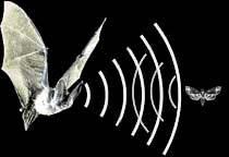 You should record the final distance where one of them could not hear the other. The distance is. Do you know bats use echoes to see in the dark. It is called Echolocation!