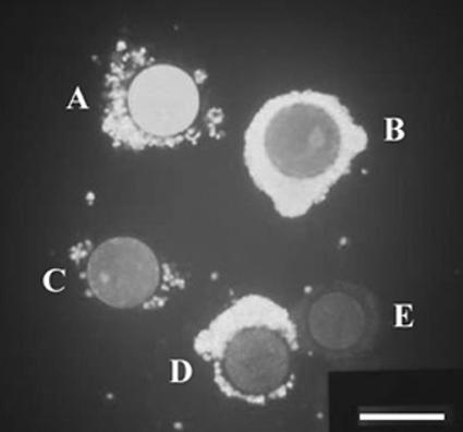 CRYOPRESERVATION OF IMMATURE AND IN VITRO MATURED PORCINE OOCYTES 487 cumulus cells (VO), 3) nonviable oocyte and viable cumulus cells (VC) and 4) nonviable oocyte and nonviable cumulus cells (NV).