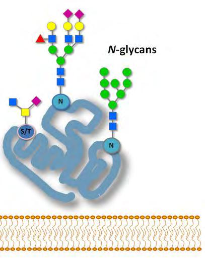 Glycosylation The addition of carbohydrates to a protein A post-translational modification Important for Protein folding Stability