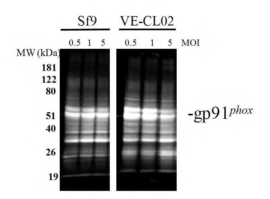 Vankyrin-enhanced Sf9 cells