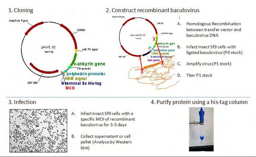Baculovirus Expression System method for