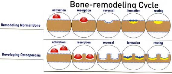 (i.e. formation and resorption are not