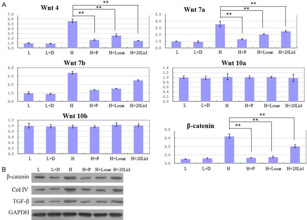 Figure 4. Paricalcitol effects on Wnt/β-catenin effects. A. The mrna expression of Wnts and β-catenin; B. The protein expression of β-catenin, Col IV and TGF-β. **P<0.01.