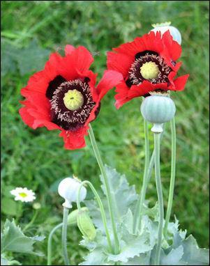Metabolite Example: Opium is found in poppies Morphine is extracted from opium Heroin is made from