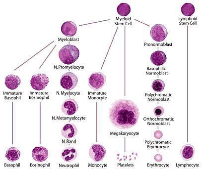 HEMATOPOIESIS: FORMATION OF BLOOD CELLS IN THE BONE MARROW Immature cell count data can be used with