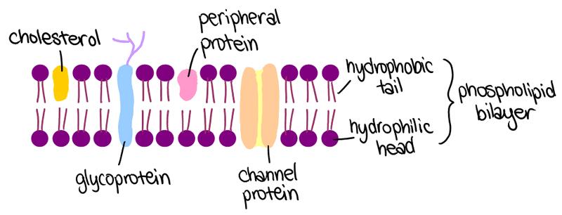 2.4 Membranes 2.4.1 - Draw and label a diagram to show the structure of membranes Phospholipid Bilayer - This is arranged with the hydrophilic phosphate heads facing outwards, and the hydrophobic