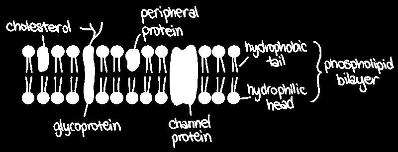 The phospholipids can change position on the horizontal plane, but not the vertical. Integral Proteins - These usually span from one side of the phospholipid bilayer to the other.