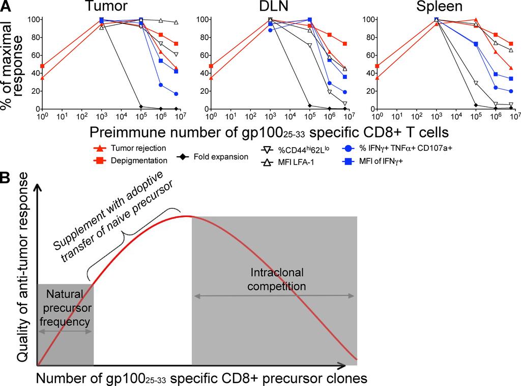 ARTICLE clonotypes (58). Anti MAGE-3 vaccine induced detectable CD8+ T cell responses in some patients, and most of these responses were monoclonal (59, 60).