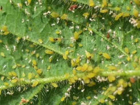 JUNE 2015 Scouting for Soybean Aphid Robert Koch, Extension Entomologist Bruce Potter, IPM Specialist IDENTIFICATION Soybean aphids are small (1/16 inch or less), softbodied insects that use