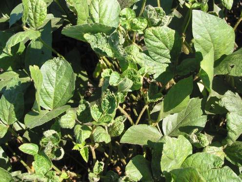 The presence of lady beetles or ants on soybeans is often an indicator of aphid infestation and can be particularly useful in finding small, isolated earlyseason aphid colonies.